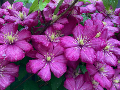 The clematis is the traditional 8th anniversary flower - it comes in many shapes and colors!